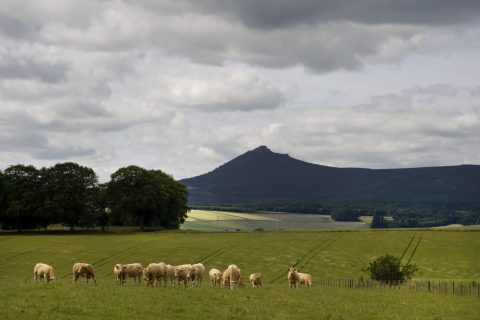View to Bennachie