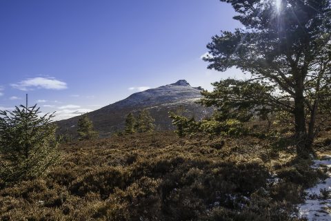 Bennachie