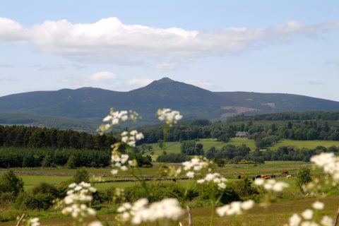 View to Bennachie