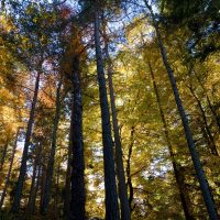 Glen Tanar Estate Glen Tanar Estate